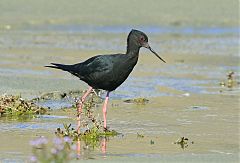 Black Stilt